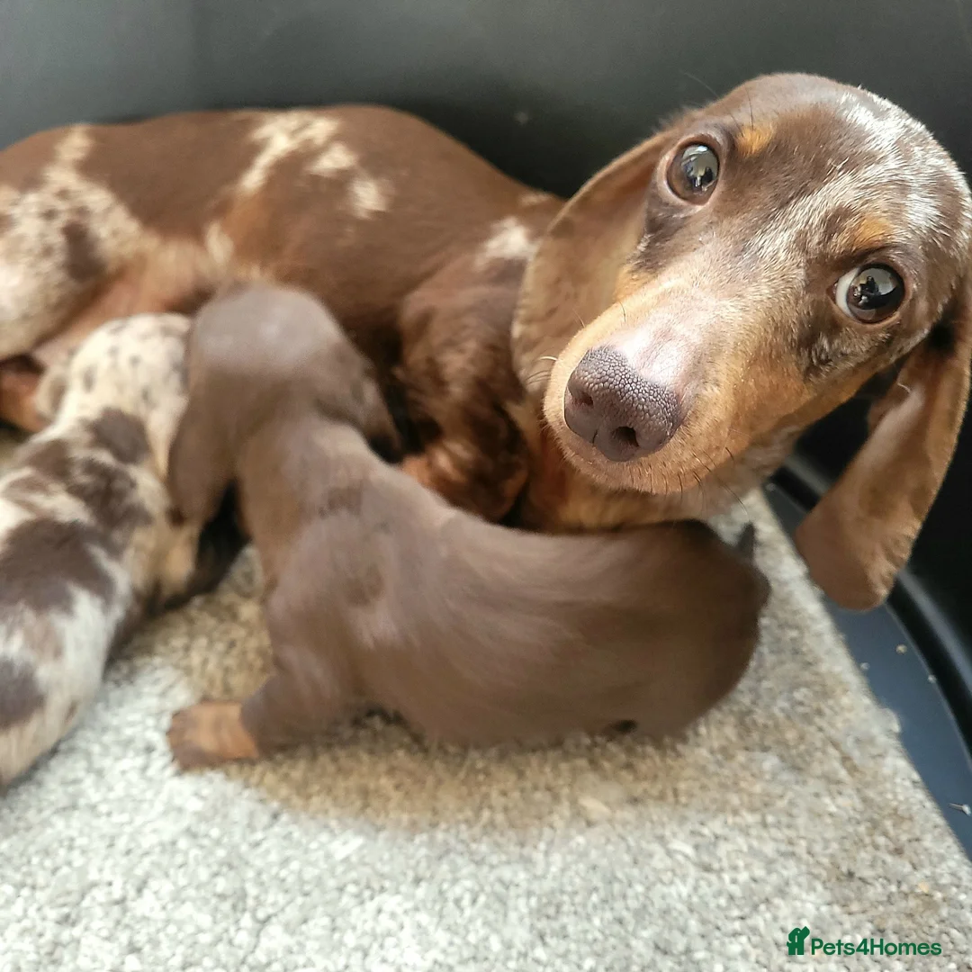 Miniature Dachshund dogs for sale: 🐶😍Miniature dachshund Puppies😍🐶 - Advert 11