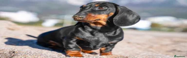 Miniature Dachshund 1