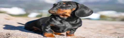 Miniature Dachshund dogs for sale: Miniature Dachshund Puppy in Croydon - Advert 2