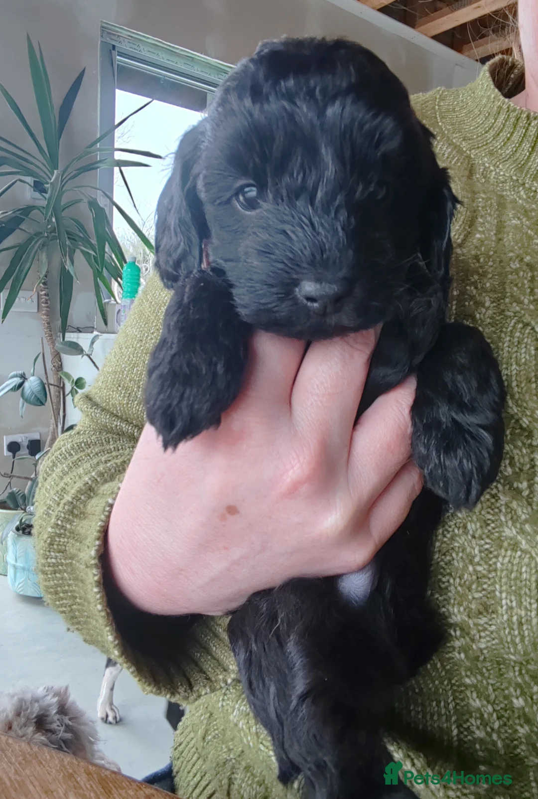 Bordoodle dogs for sale: Bordoodle  - Advert 2