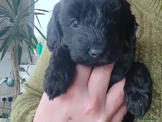 Bordoodle dogs Bordoodle - Advert 15