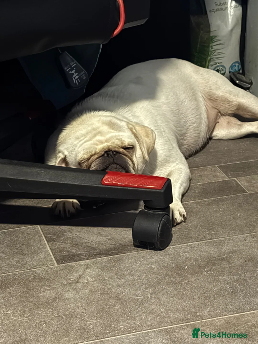 Pug dogs for sale: My pip - Advert 4