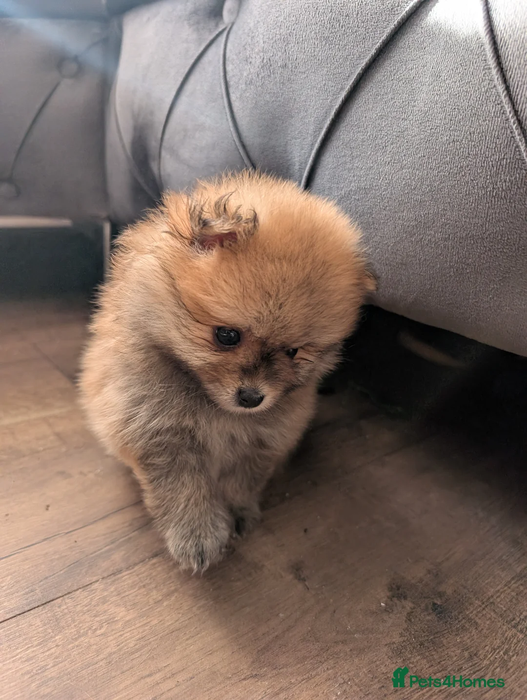 Pomeranian dogs for sale: ❤️Beautiful Pomeranian Female Puppies Available ❤️ in Birmingham - Advert 6