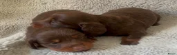 Miniature Dachshund dogs for sale: Kc chocolate long hair babies   in Leigh - Advert 2