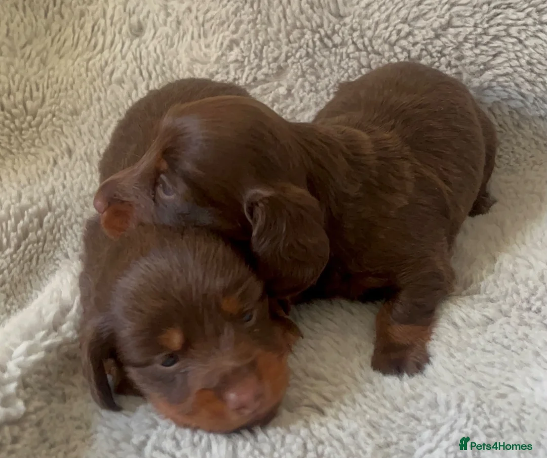 Miniature Dachshund dogs for sale: Kc chocolate long hair babies   in Leigh - Advert 2