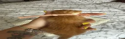 Mixed Breed cats for sale: 2 gorgeous ginger kittens - Advert 7