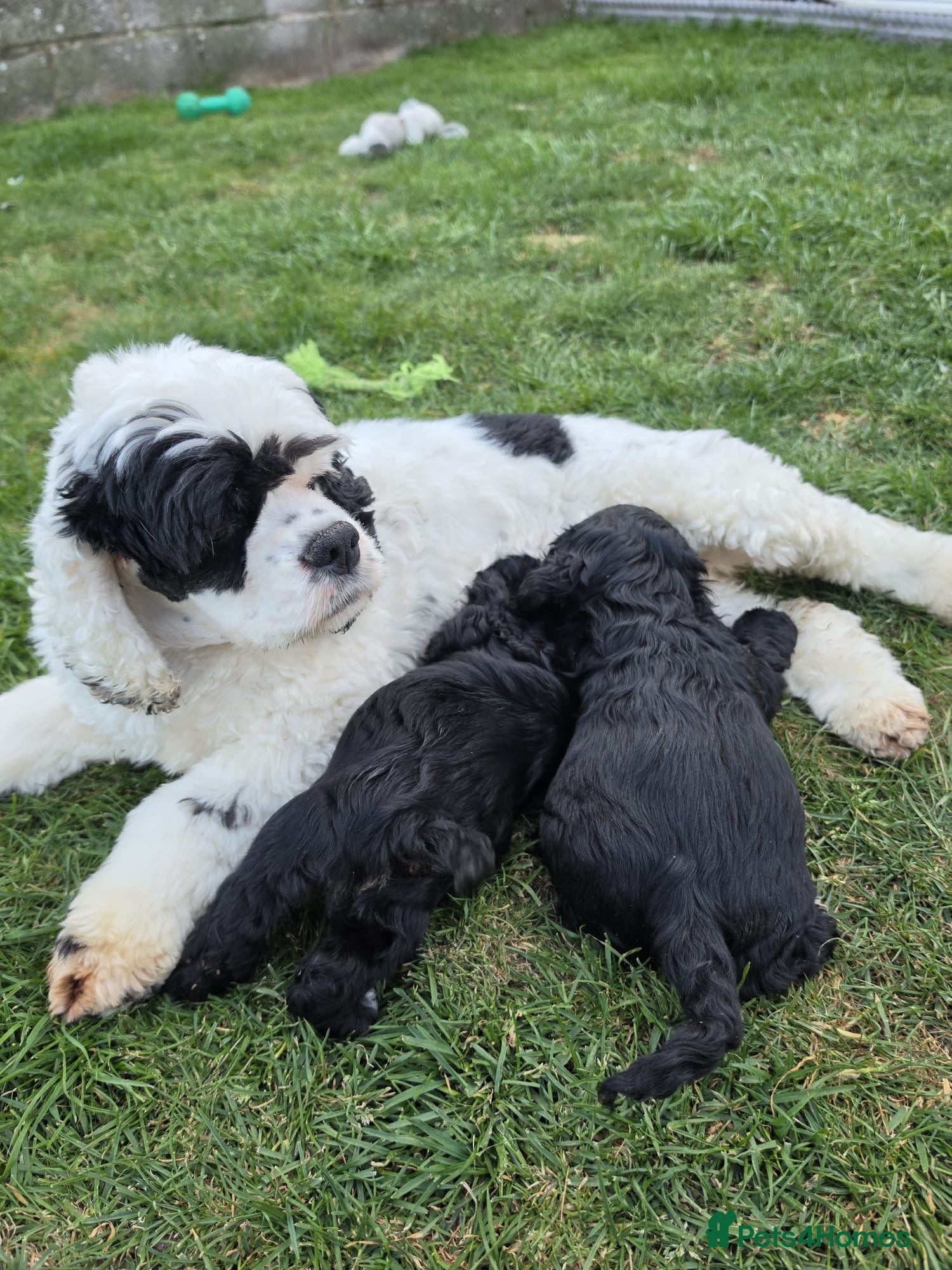 American Cocker Spaniel dogs for sale: Exquisite American cocker spaniel  - Advert 1