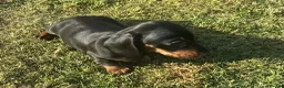 Miniature Dachshund dogs for sale: Miniature dachshund pups.KC reg&council licensed - Advert 12