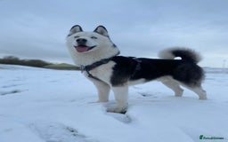 Siberian Husky dogs for stud: Stunning Blue eye Sibrian Husky for Stud  in Liverpool - Image 1