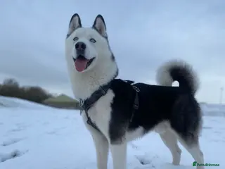 Siberian Husky dogs Stunning Blue eye Sibrian Husky for Stud (Proven) in Liverpool - Advert 7