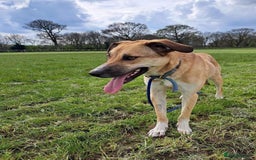 Mixed Breed dogs for adoption: Sara - Norwich Norfolk  - Image 24