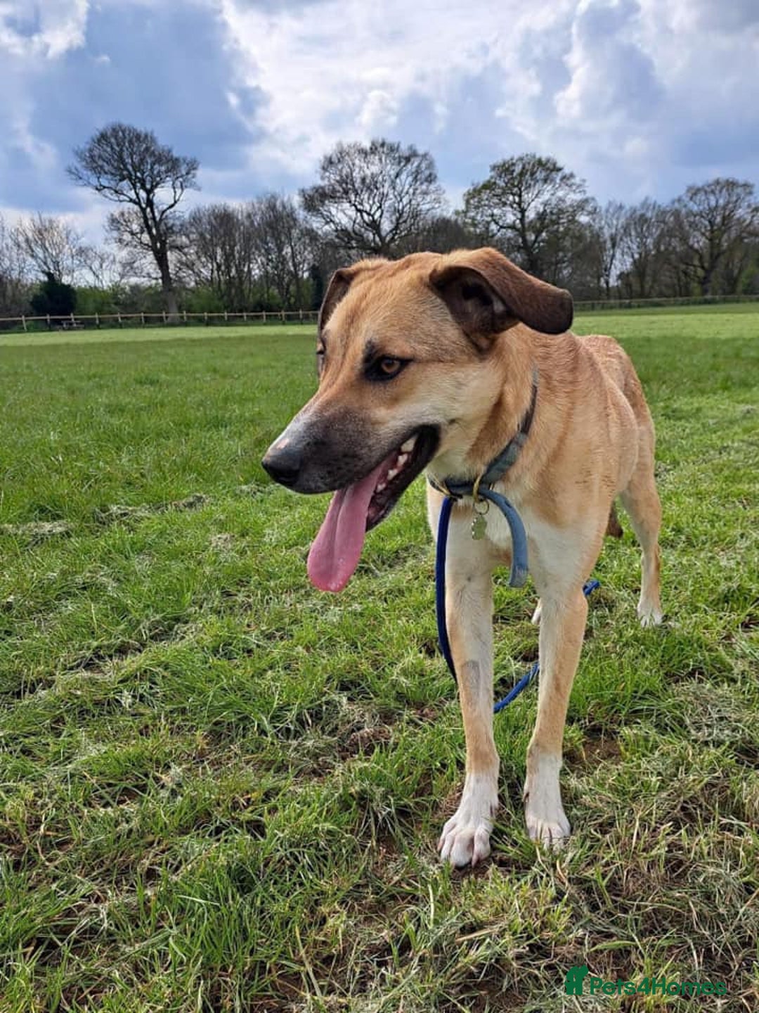 Mixed Breed dogs for adoption: Sara - Norwich Norfolk  - Image 24