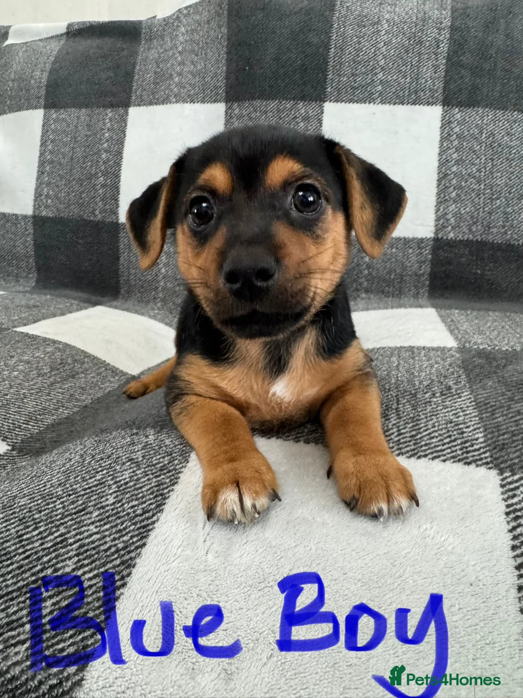 Jack Russell dogs for sale: Stunning black n tan smooth coat  - Advert 2