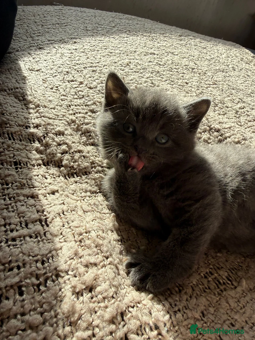 British Shorthair cats for sale: 1 Boy Left Beautiful British shorthair kittens  - Advert 10