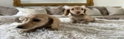 Miniature Dachshund dogs for sale: 👑✨MINI LONG HAIRED CREAMS✨👑 KC ✨ HEALTH TESTED ✨ - Advert 10