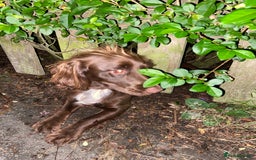 Cocker Spaniel dogs for sale: Lilah female spade cocker spaniel seeking rehoming - Advert 14