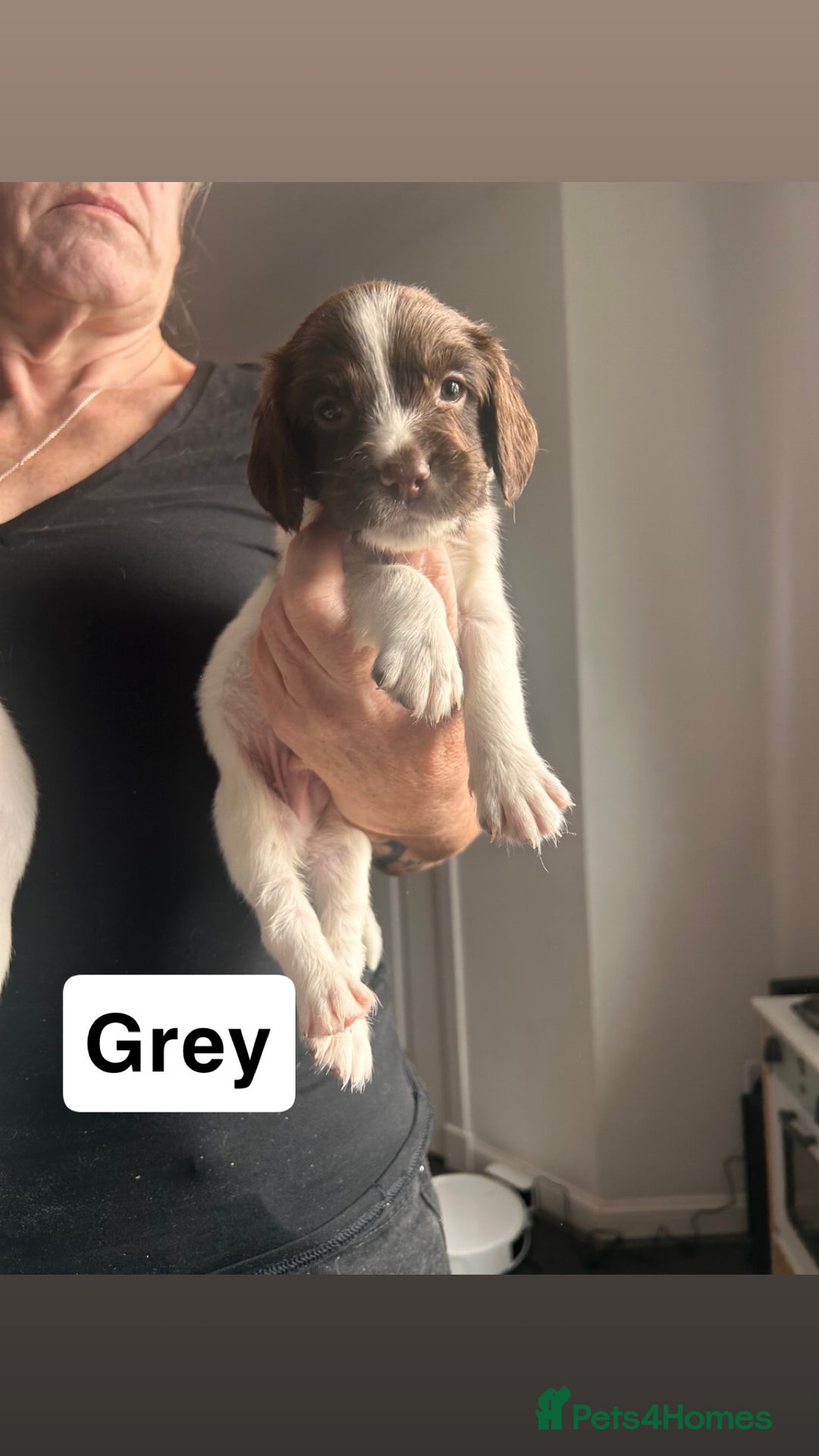 English Springer Spaniel dogs for sale: 2 GIRLS LEFT - English Springer Spaniel Puppies - Image 11