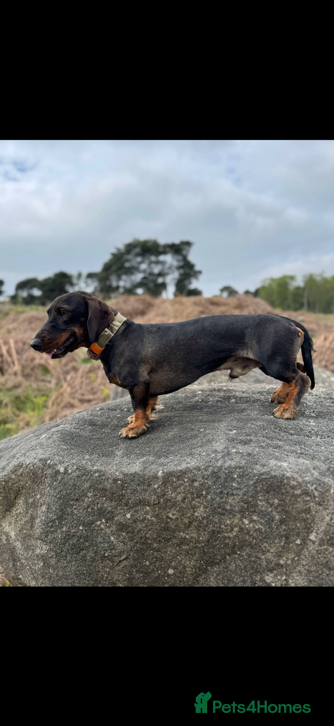 Dachshund dogs for stud: Tackle  - Advert 3