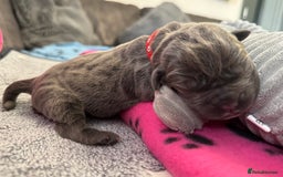Neapolitan Mastiff dogs for sale: Neapolitan mastiff puppies  - Image 11