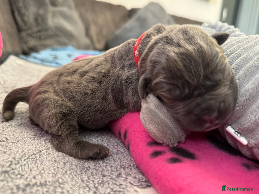 Neapolitan Mastiff dogs for sale: Neapolitan mastiff puppies  - Image 11