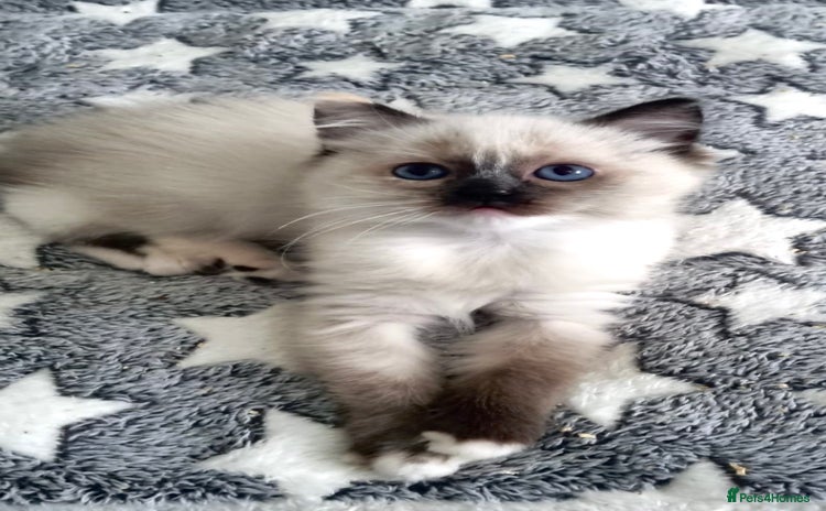 Ragdoll cats - Advert 5