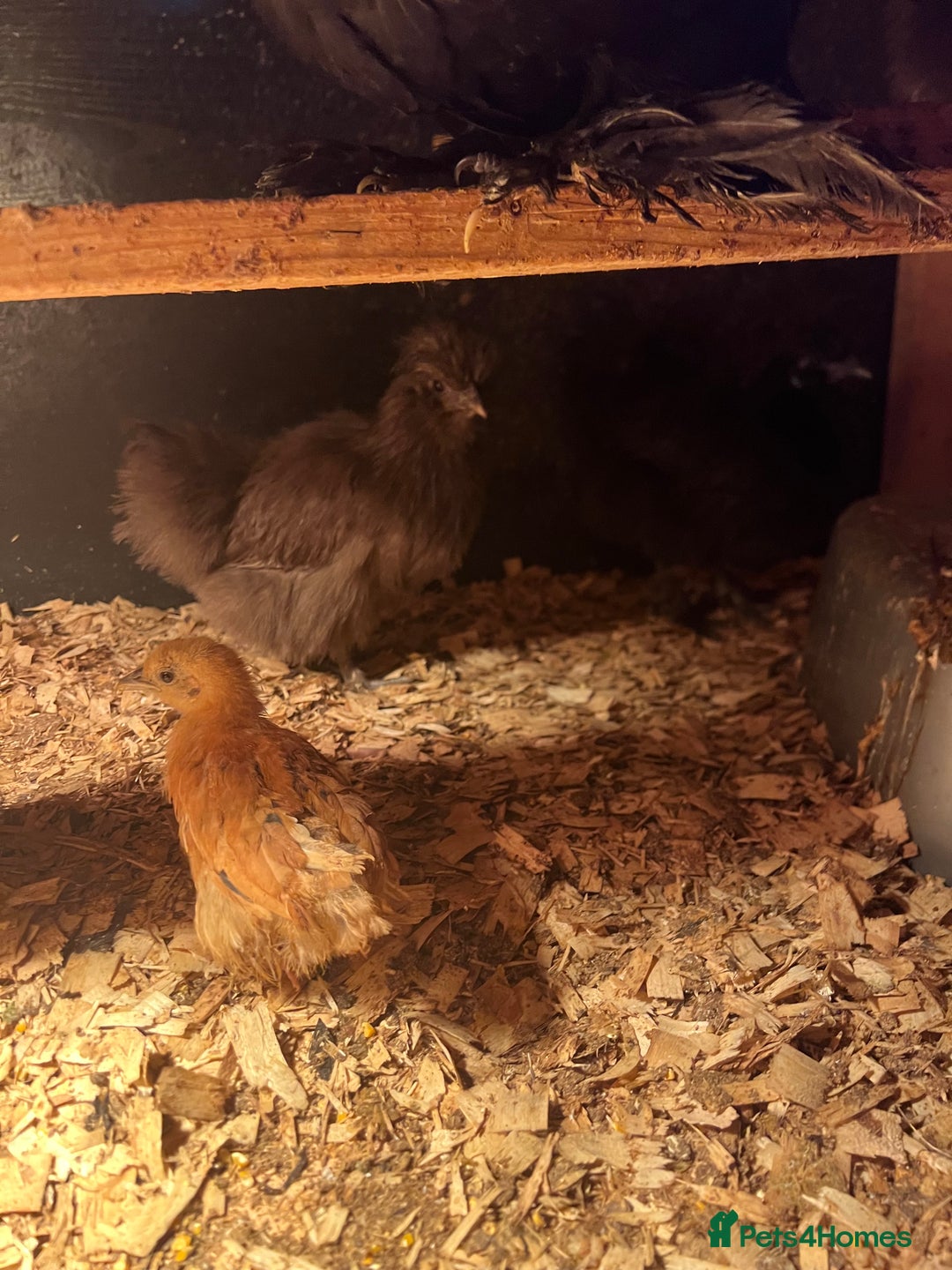 Chickens poultry for sale: 11 Pekin and silkie chickens for sale - Image 2