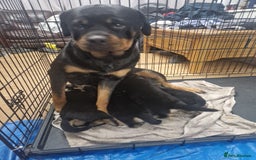 Mixed Breed dogs for sale: Adorable Rottsky Pups - Image 15