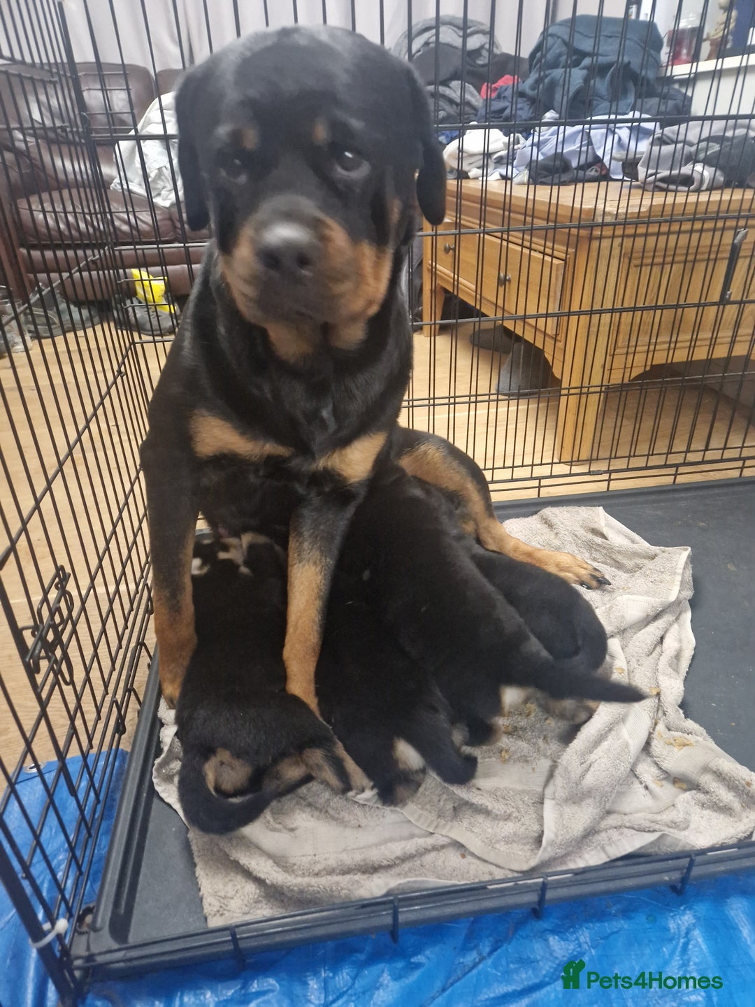 Mixed Breed dogs for sale: Adorable Rottsky Pups - Image 15