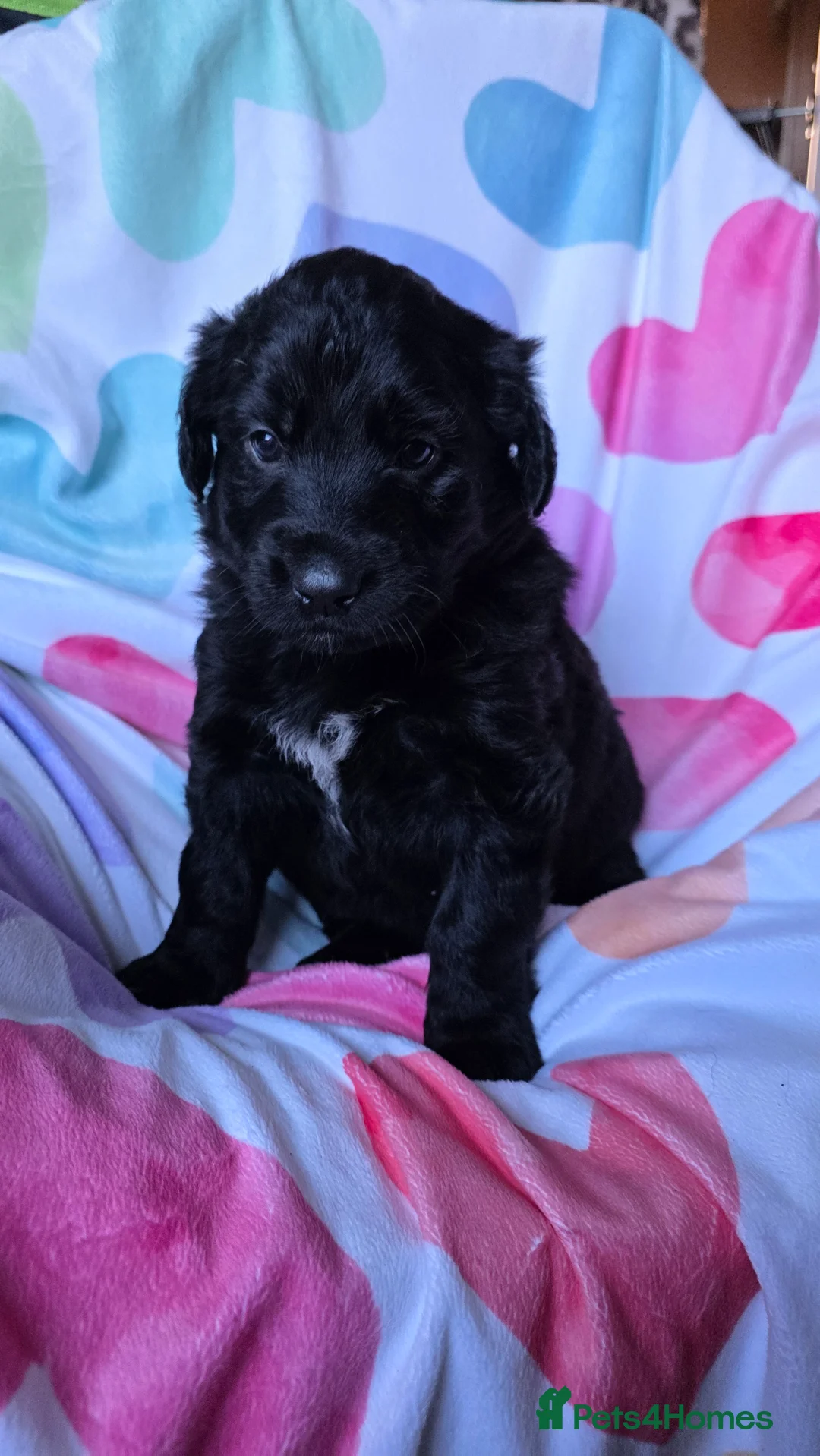 Mixed Breed dogs for sale: Golden shepherds - Advert 27