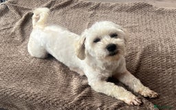 Maltipoo dogs for sale: 3yr old Maltipoo male. Loving, friendly nature.  - Image 5
