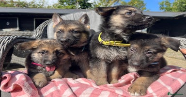German Shepherd dogs - Advert 3