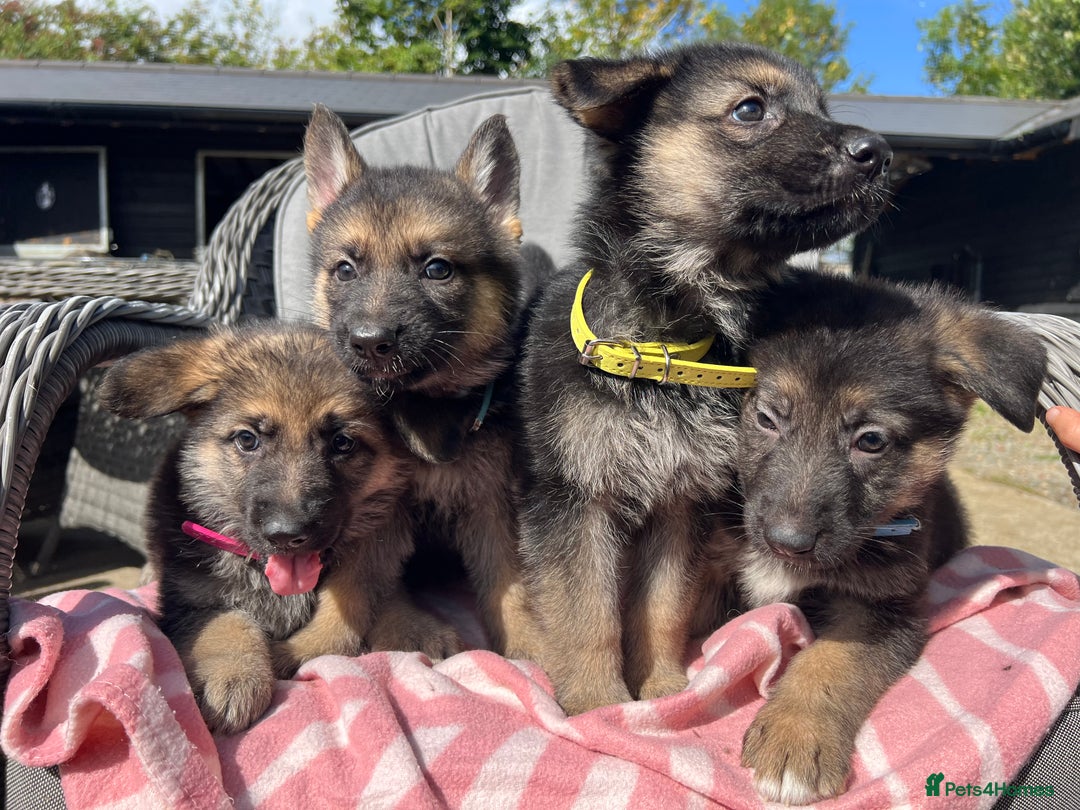 German Shepherd dogs for sale: Straight back short coat female GSD - Image 3