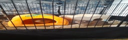 Guinea Pig rodents for sale: 2 male guniea pigs for sale - Advert 6
