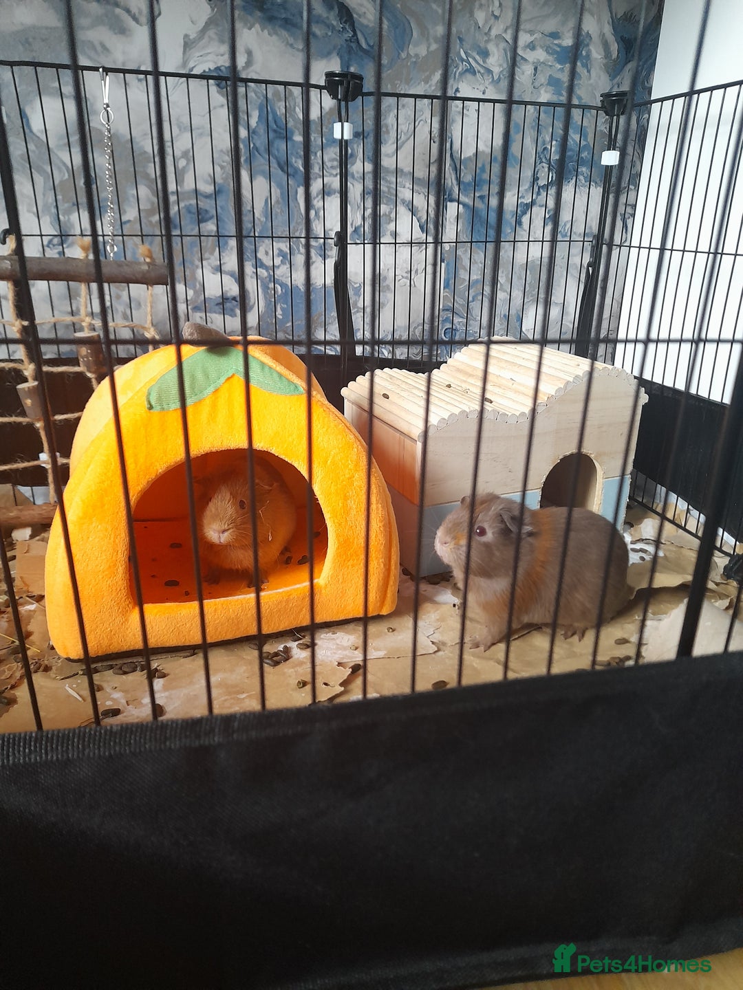 Guinea Pig rodents for sale: 2 male guniea pigs for sale - Advert 6