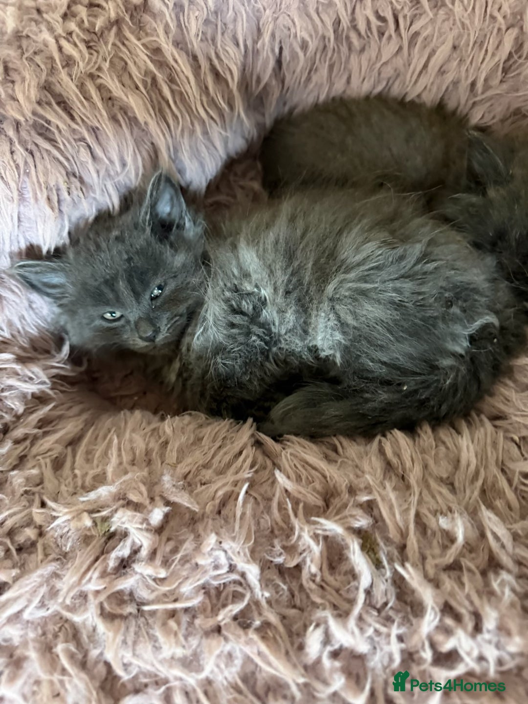 Mixed Breed cats for sale: Fluffy Turkish Angora mixed breed kittens  - Image 7