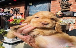 Cocker Spaniel dogs for sale: lyncham cocker spaniels - Image 2