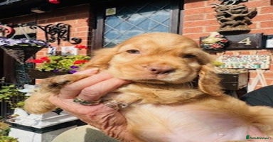 Cocker Spaniel dogs - Advert 12