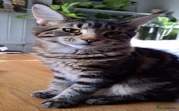 Maine Coon cats for sale: Purebred Maincoon Kitten - Image 7