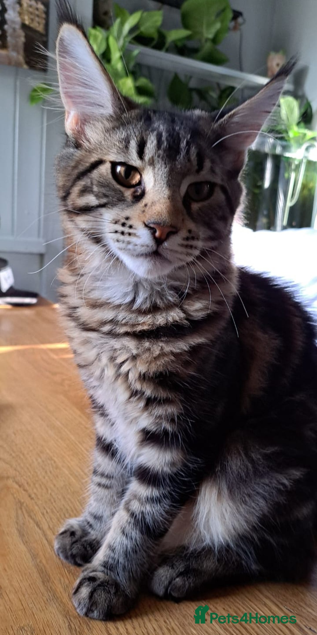 Maine Coon cats for sale: Purebred Maincoon Kitten - Image 7