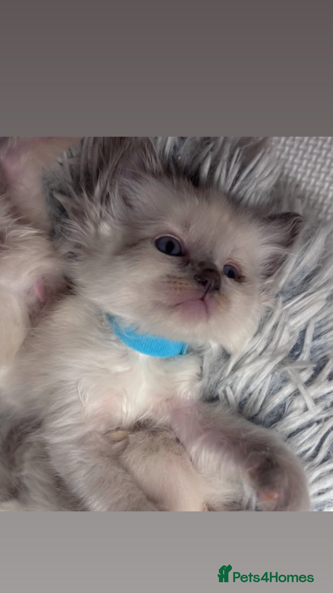 Ragdoll cats for sale: 6 adorable ragdoll kittens 🩷🩵 - Image 1