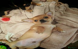 Chihuahua dogs for sale: Tiny chihuahua's  - Image 18