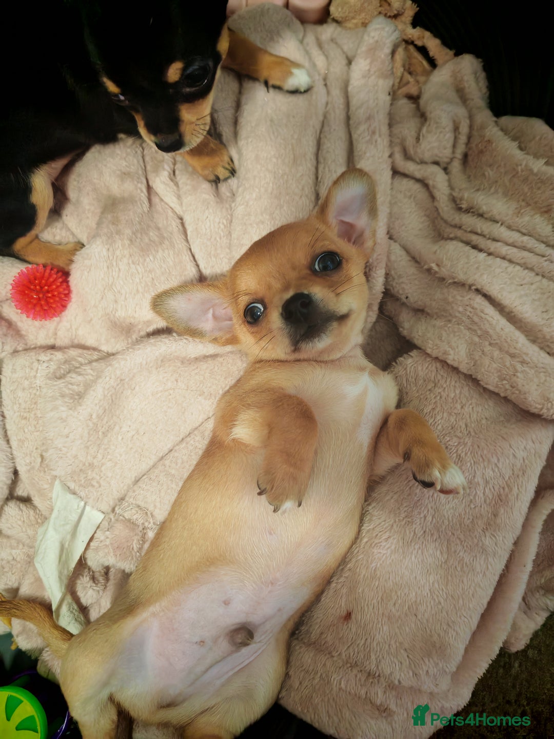 Chihuahua dogs for sale: Tiny chihuahua's  - Image 18