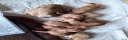 Golden Retriever dogs for sale: Golden retriever puppies in Port Talbot - Advert 2