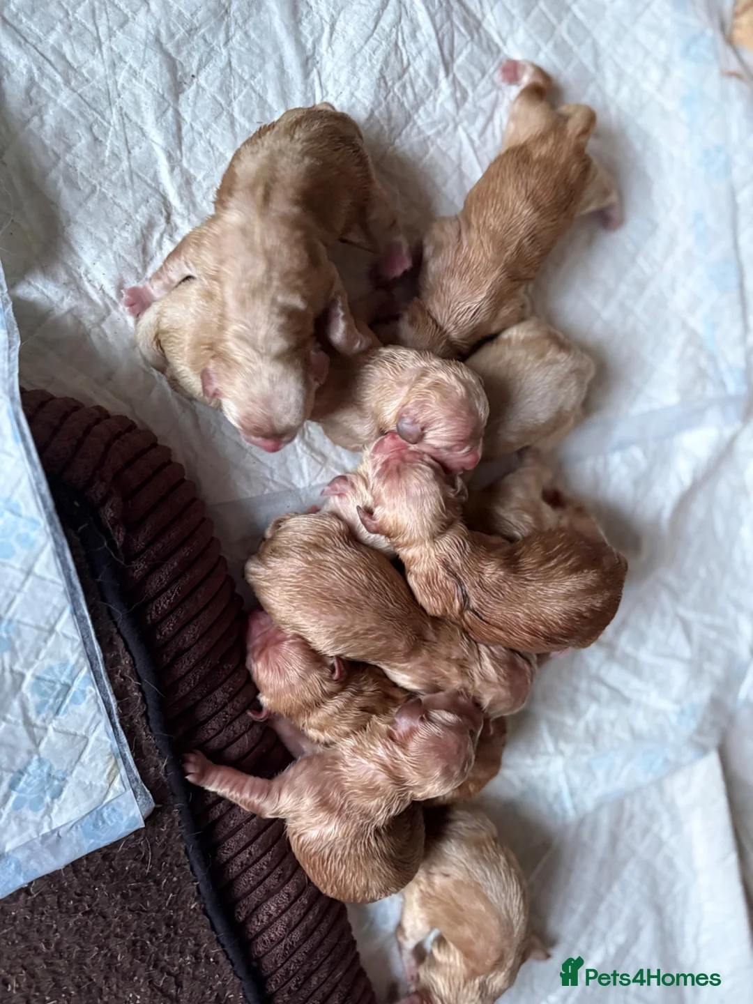 Golden Retriever dogs for sale: Golden retriever puppies in Port Talbot - Advert 2
