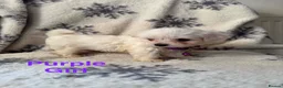 Maltese dogs for sale: Maltese puppies - Advert 13