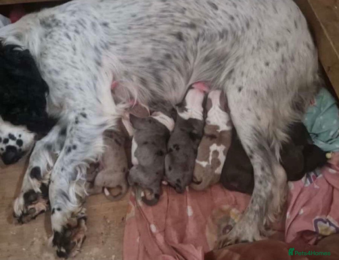 Mixed Breed dogs for sale:  Bully X Cocker Spaniel puppies - girls  - Advert 6