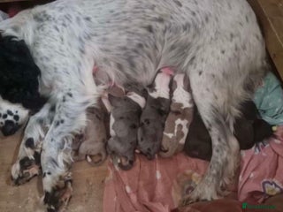 Mixed Breed dogs Beautiful Bully X Cocker Spaniel puppies - Advert 13