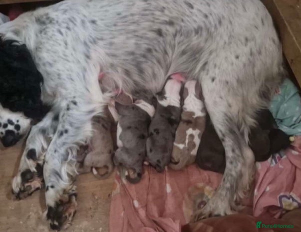 Mixed Breed dogs Beautiful Bully X Cocker Spaniel puppies - Advert 14