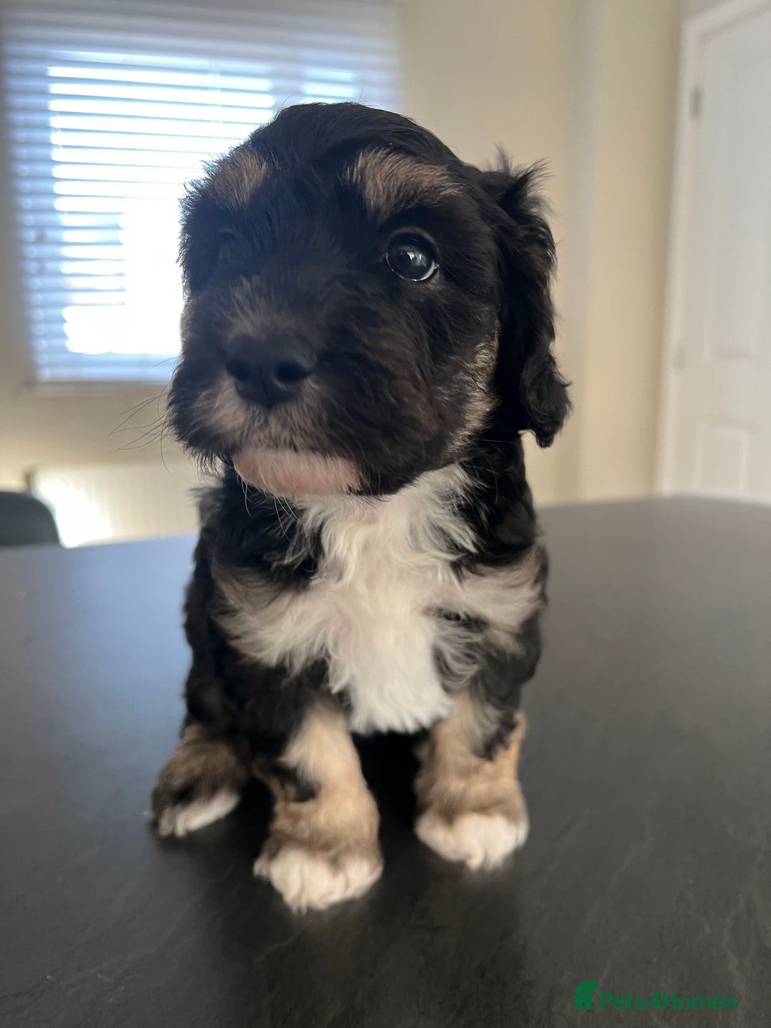 Mixed Breed dogs for sale: Only 2 left girl and boy Sheepadoodle - Advert 3