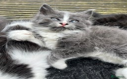 Mixed Breed cats for sale: Lovely Kitten for sale only 50£  - Image 21